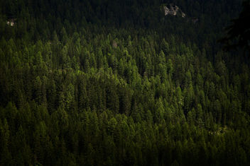 Wood - Free image #457679